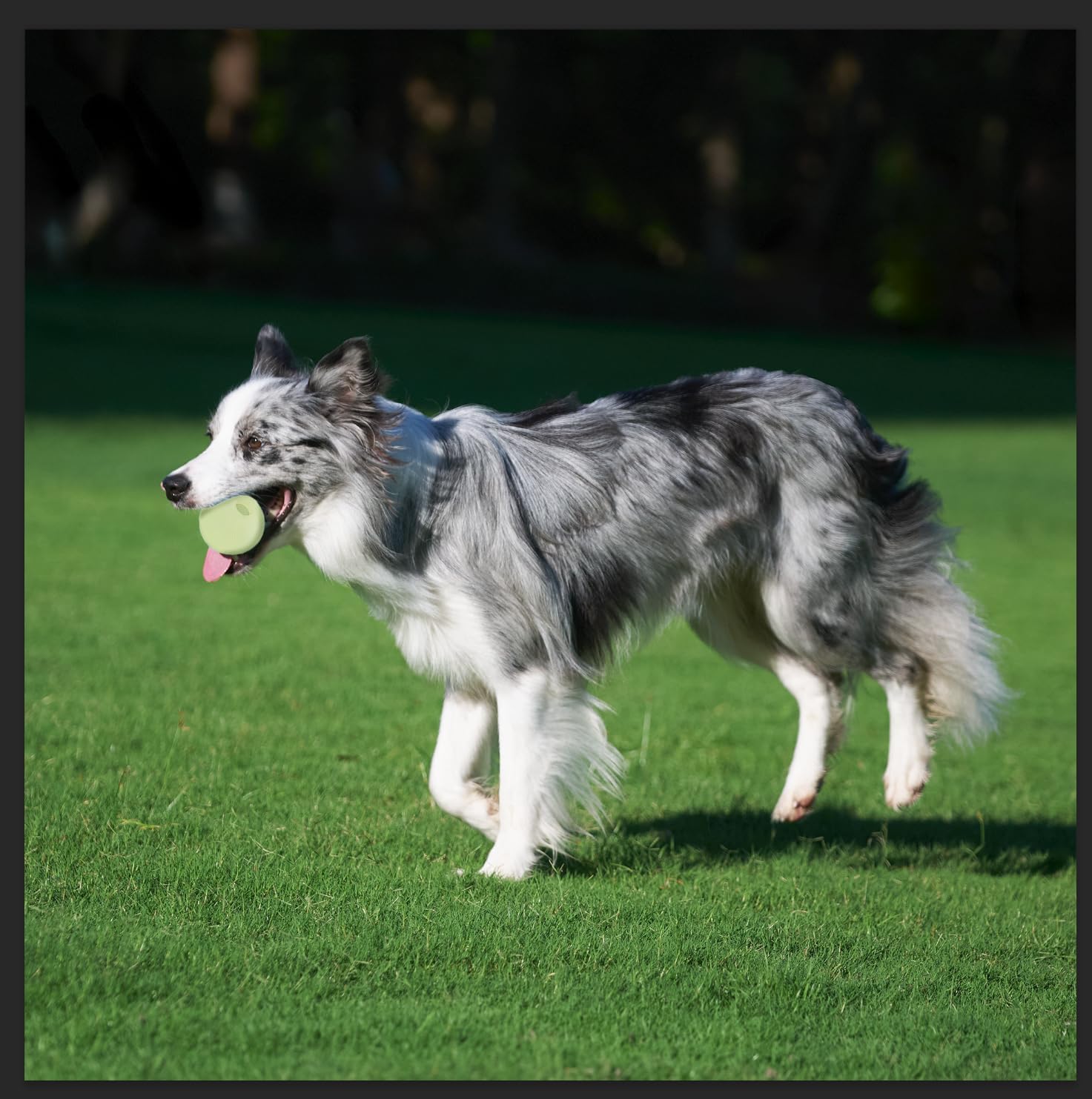 Amazon Basics Juguetes para perros, pelotas de goma interactivas qu...