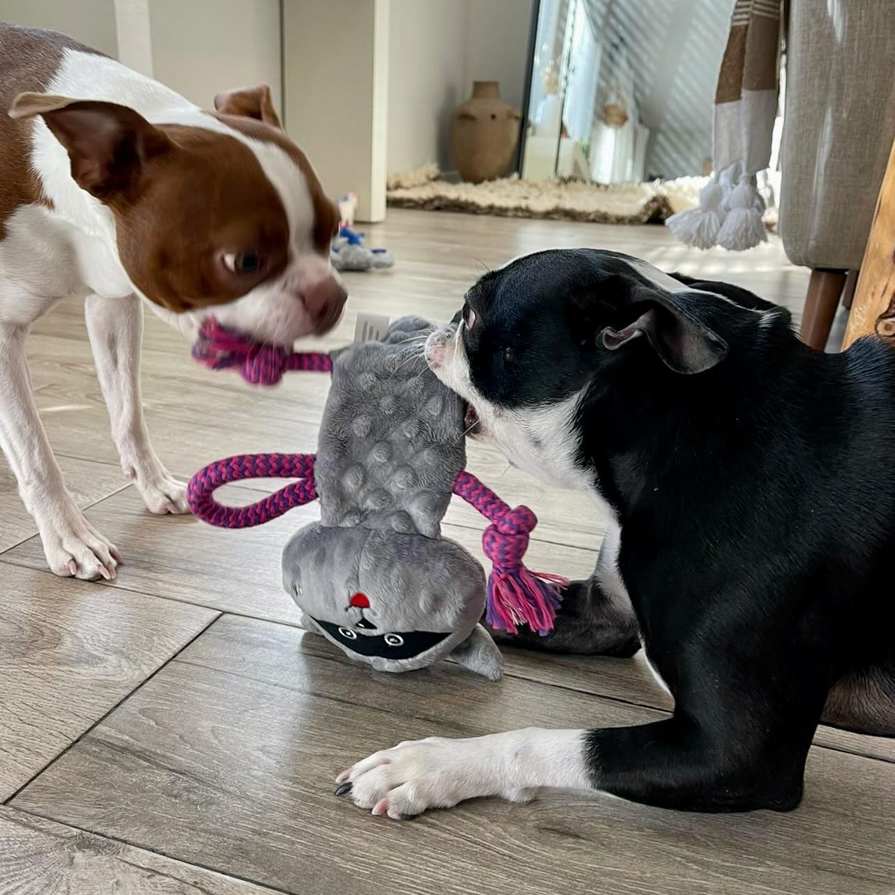 Rocket &amp; Rex, juguetes masticables para perros y cachorros. Lim...