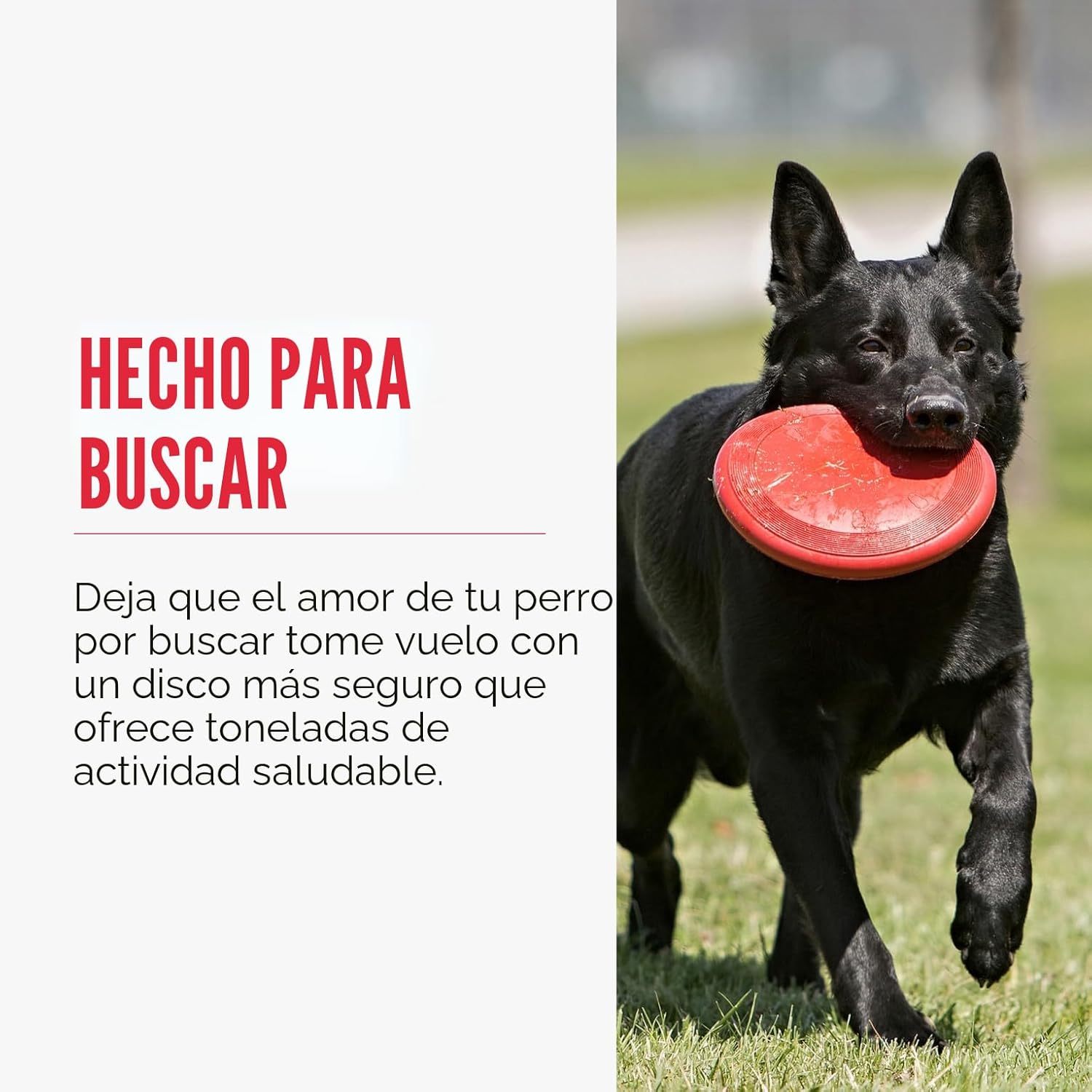 KONG Flyer - Juguete duradero para perros para jugar al aire libre...