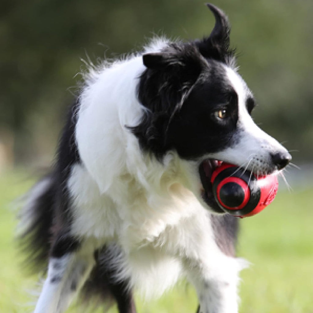 Nerf Dog - Juguete de fútbol de goma para perros con silbato intera...