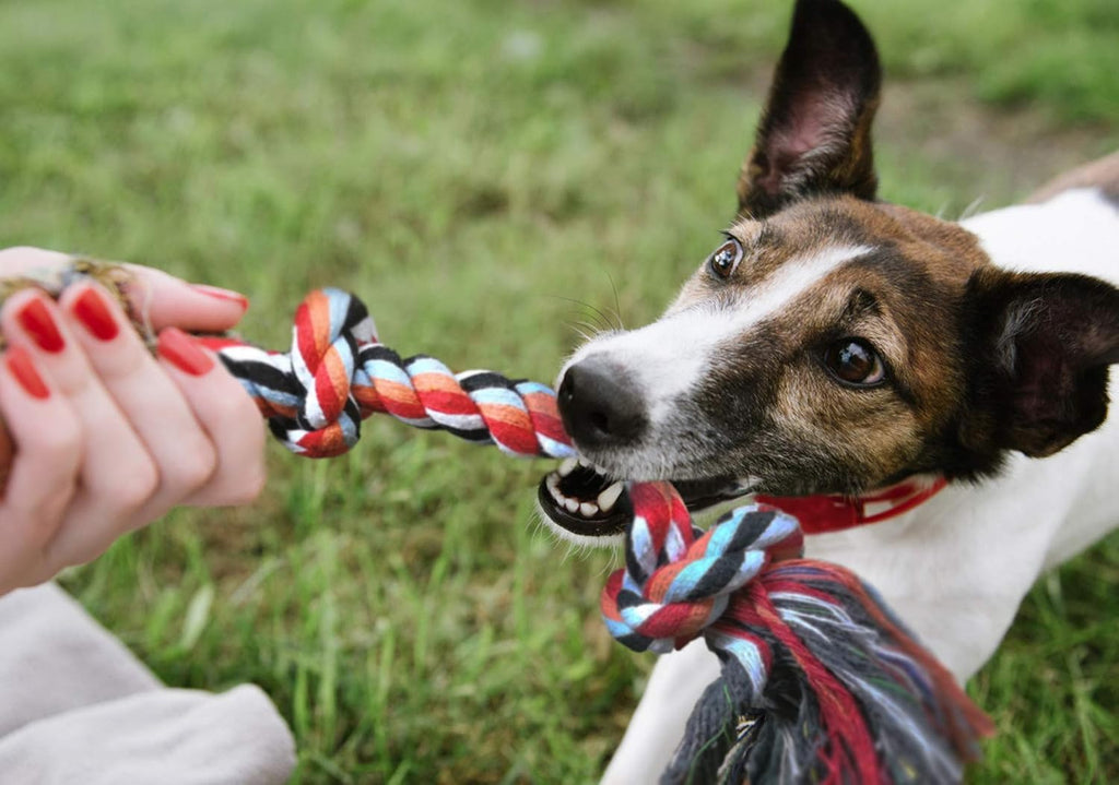 Fida Juguetes de cuerda para perros, paquete de 4 unidades, resiste...