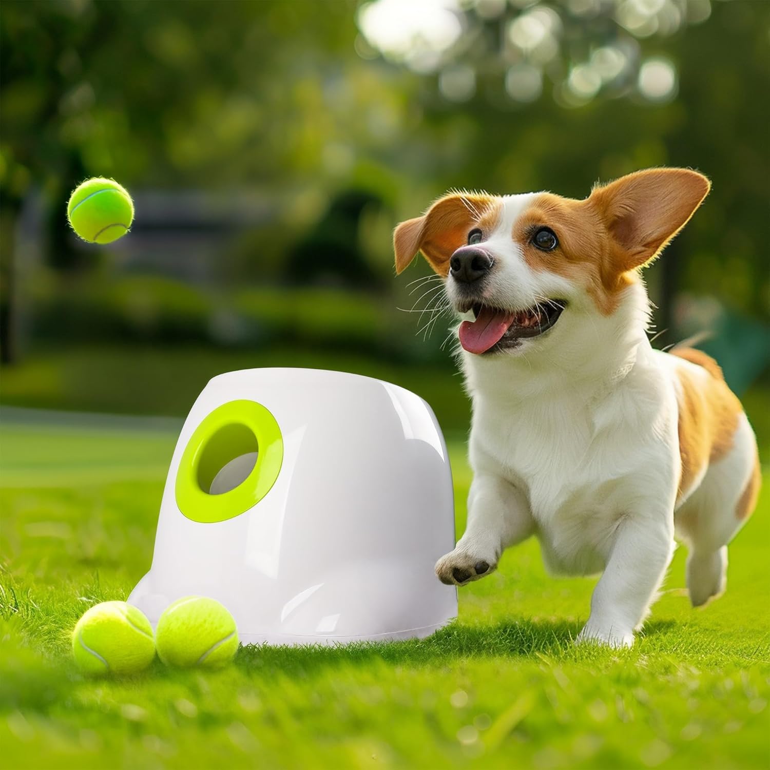 AFP - Lanzador automático de bolas para perros, máquina lanzadora i...