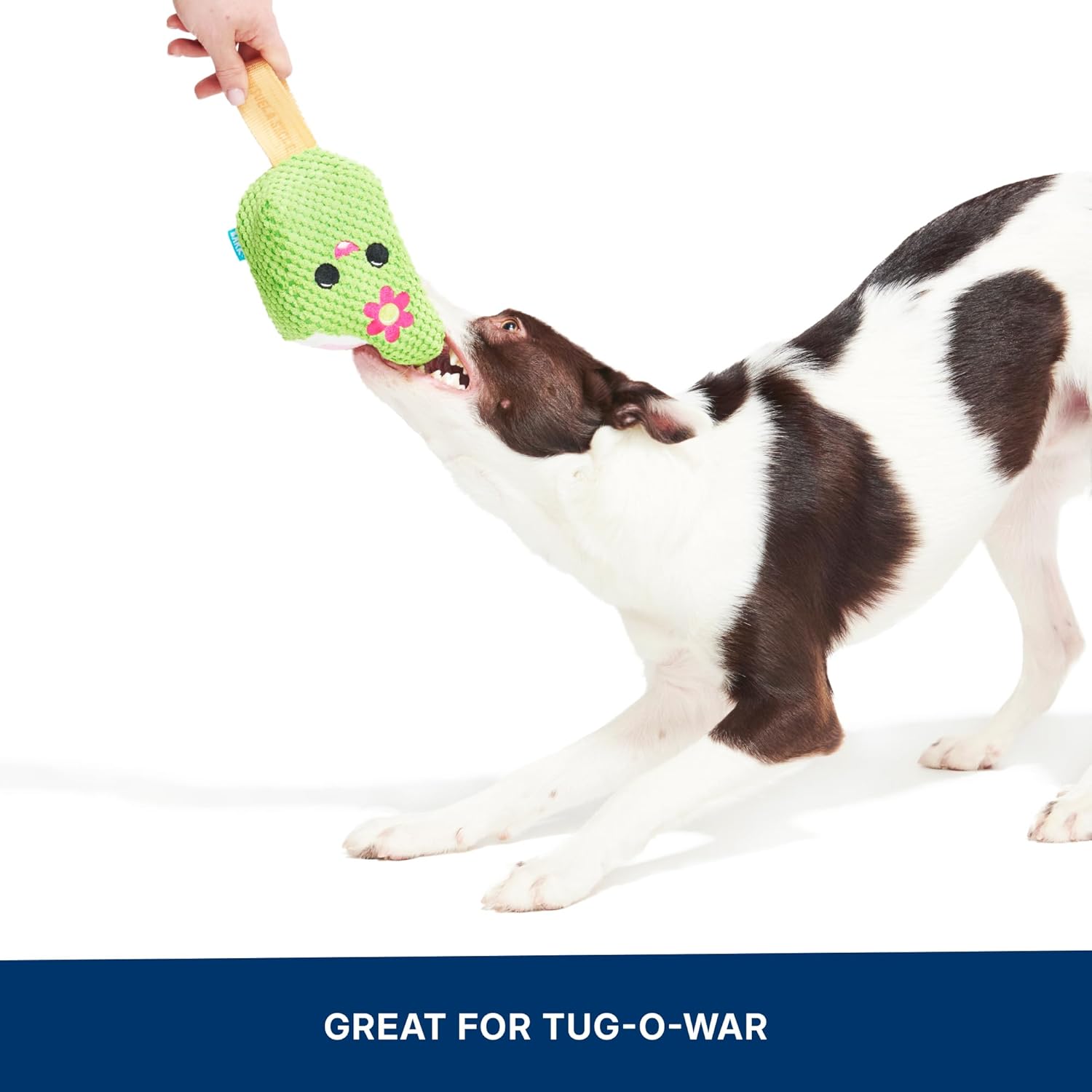 Barkbox BARK Consuela The Cactus Pop - Juguete de peluche de verano...