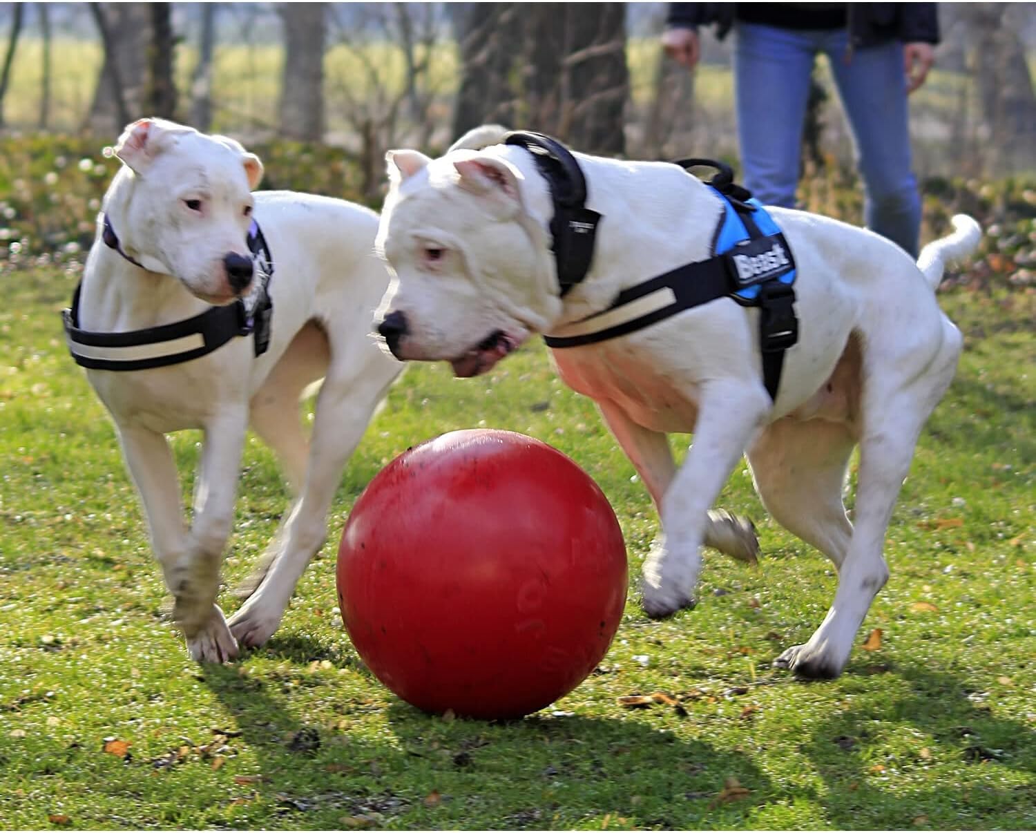 Juguete Jolly Pets Push-n-Play con pelota para perros, 4.5 pulgadas...