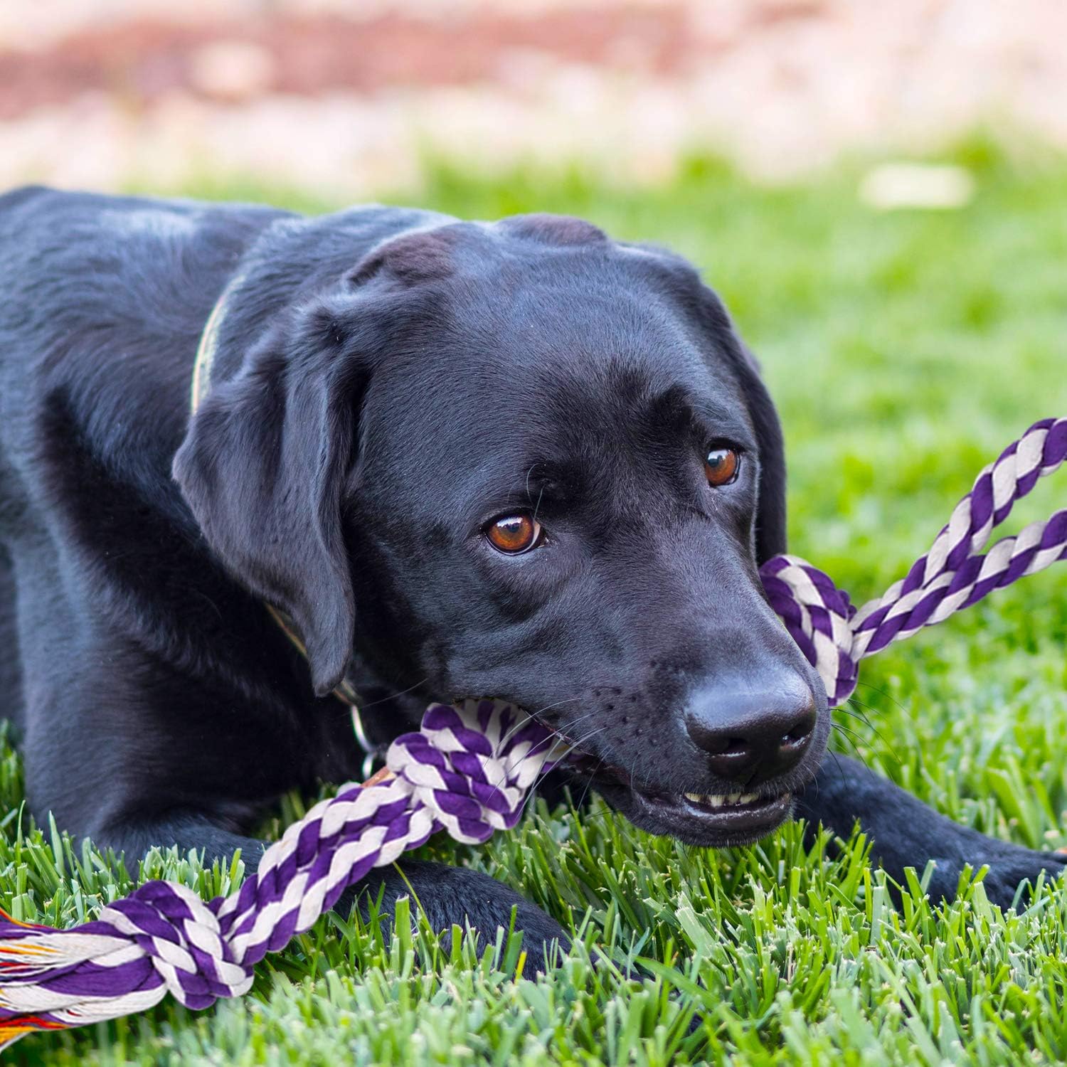 SHARLOVY Juguetes masticables grandes y resistentes para perros mas...