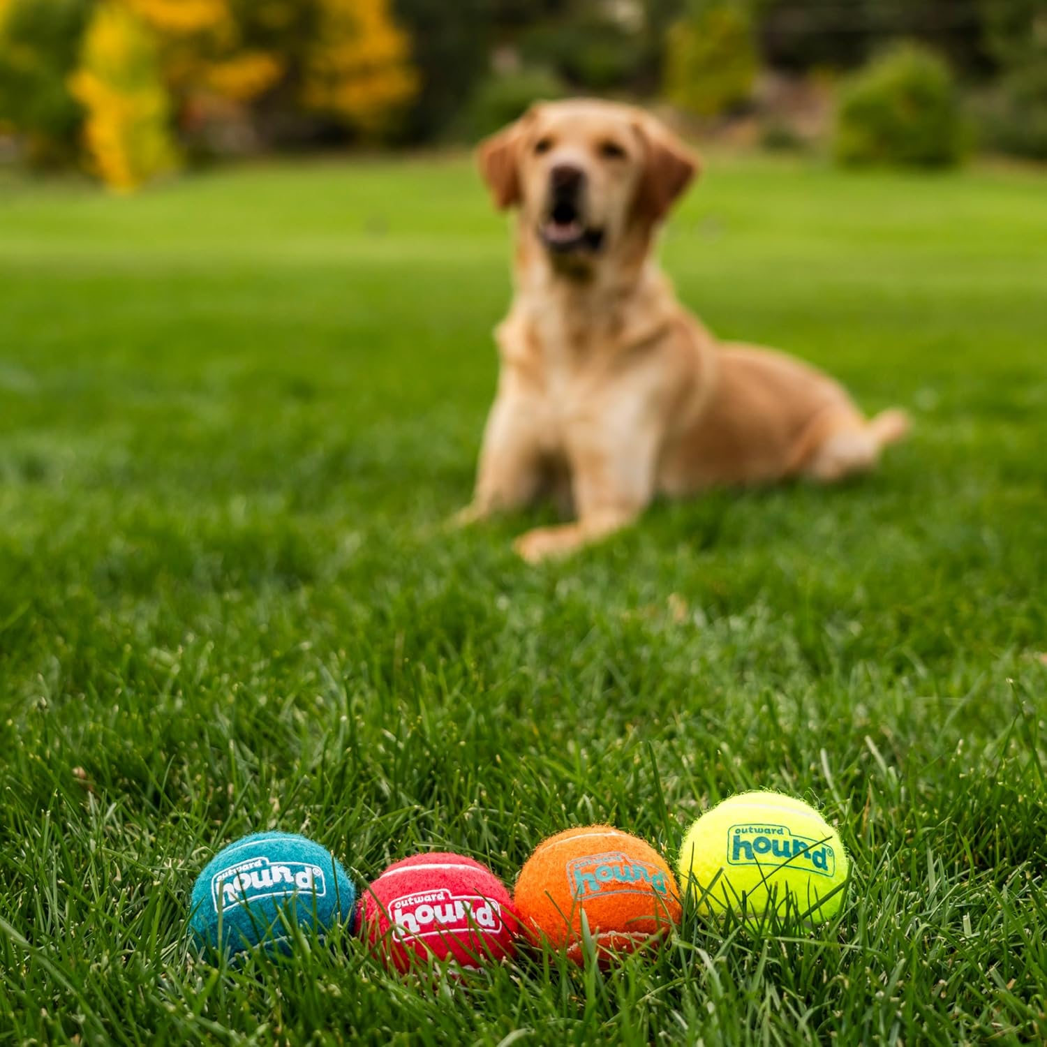 Outward Hound Squeaker Ballz - Juego de 4 pelotas de tenis para per...