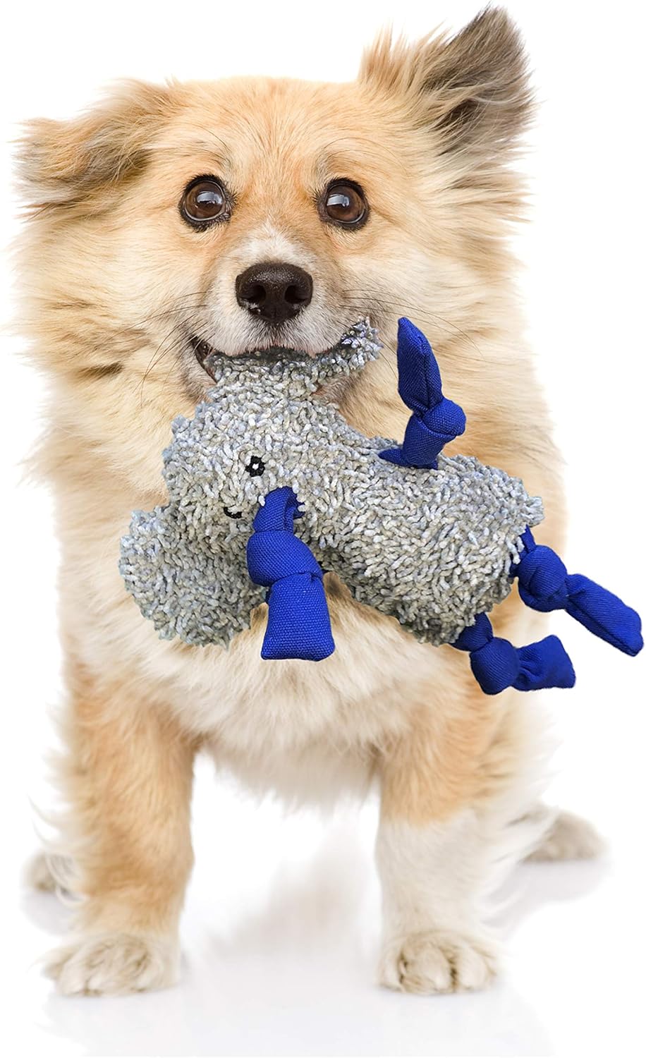 Rocket &amp; Rex, juguetes masticables para perros y cachorros. Lim...