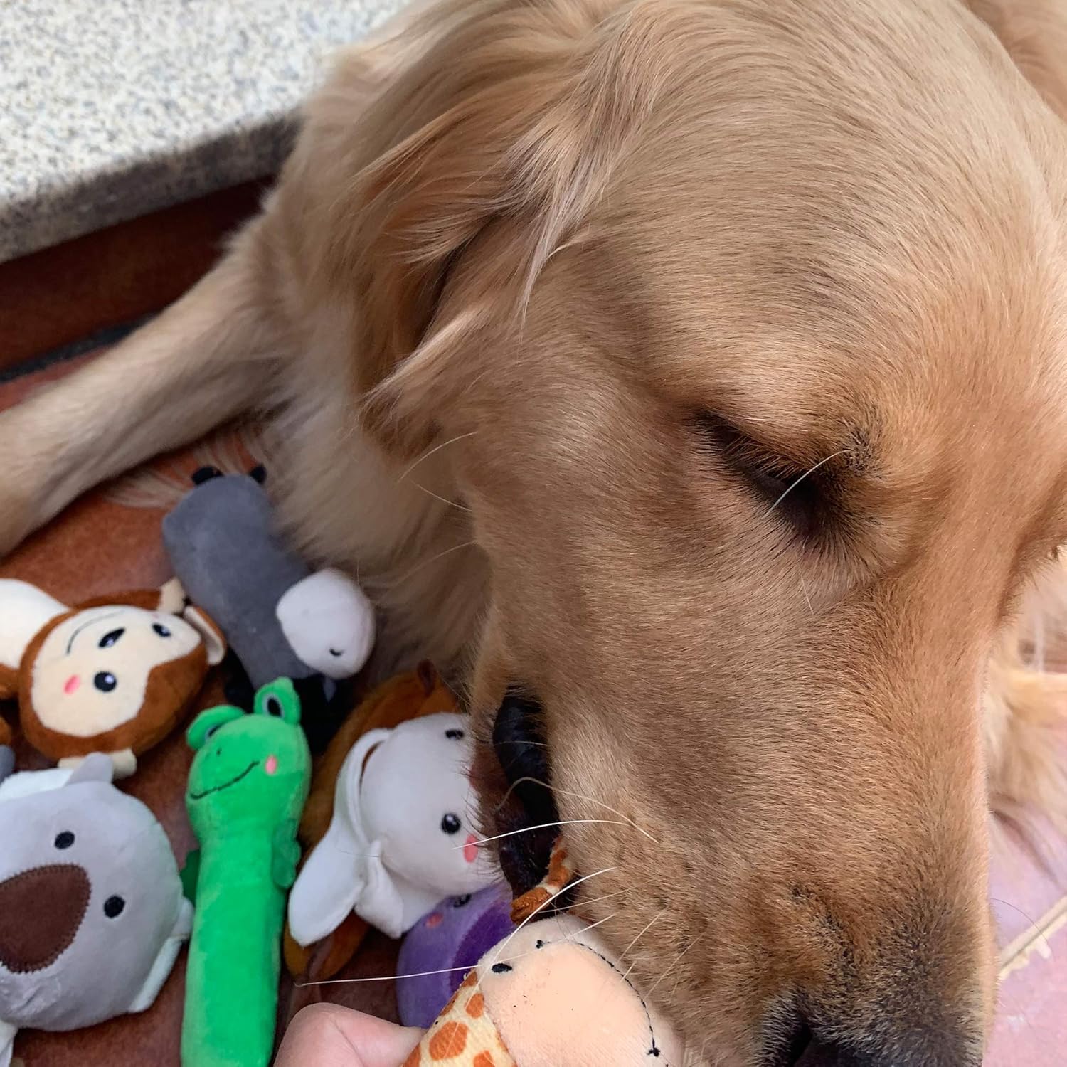 Jalousie Paquete de 12 juguetes de peluche para perros, juguetes ma...