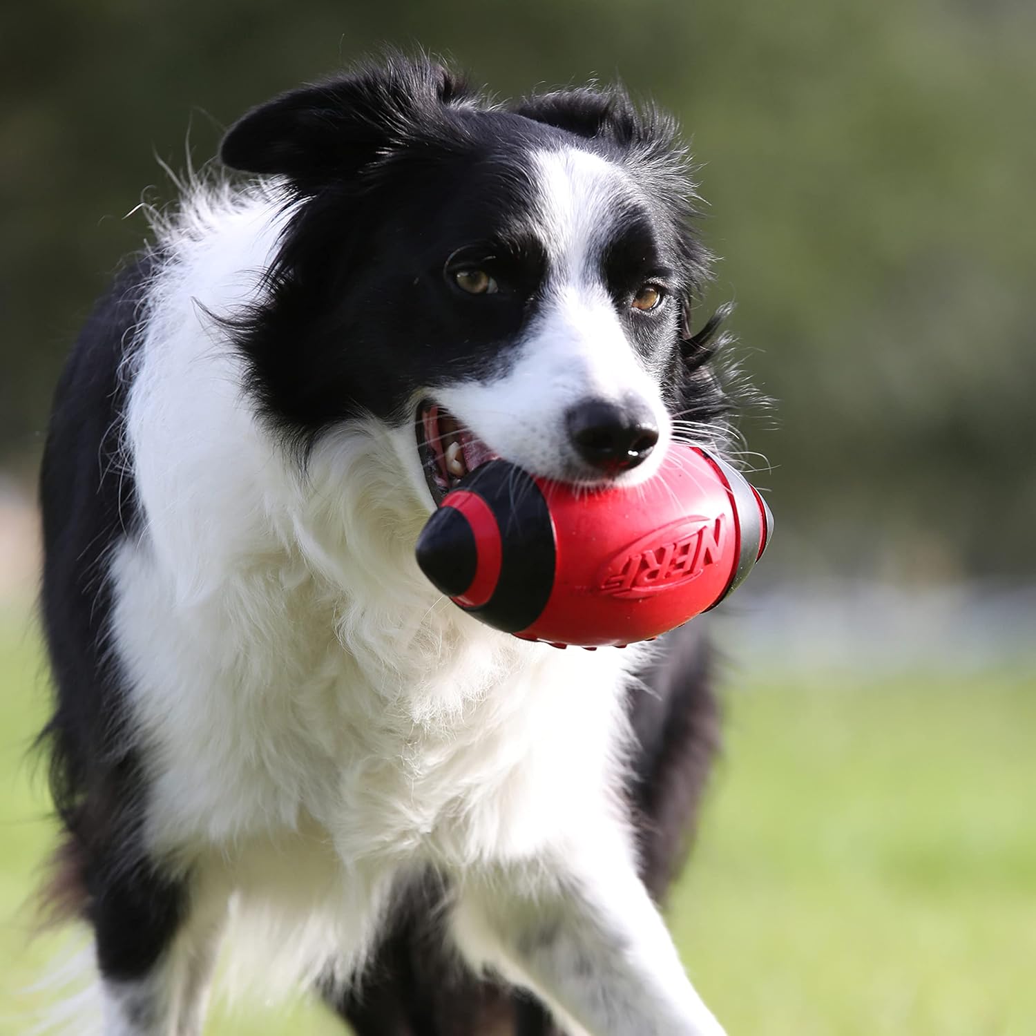 Nerf Dog - Juguete de fútbol de goma para perros con silbato intera...