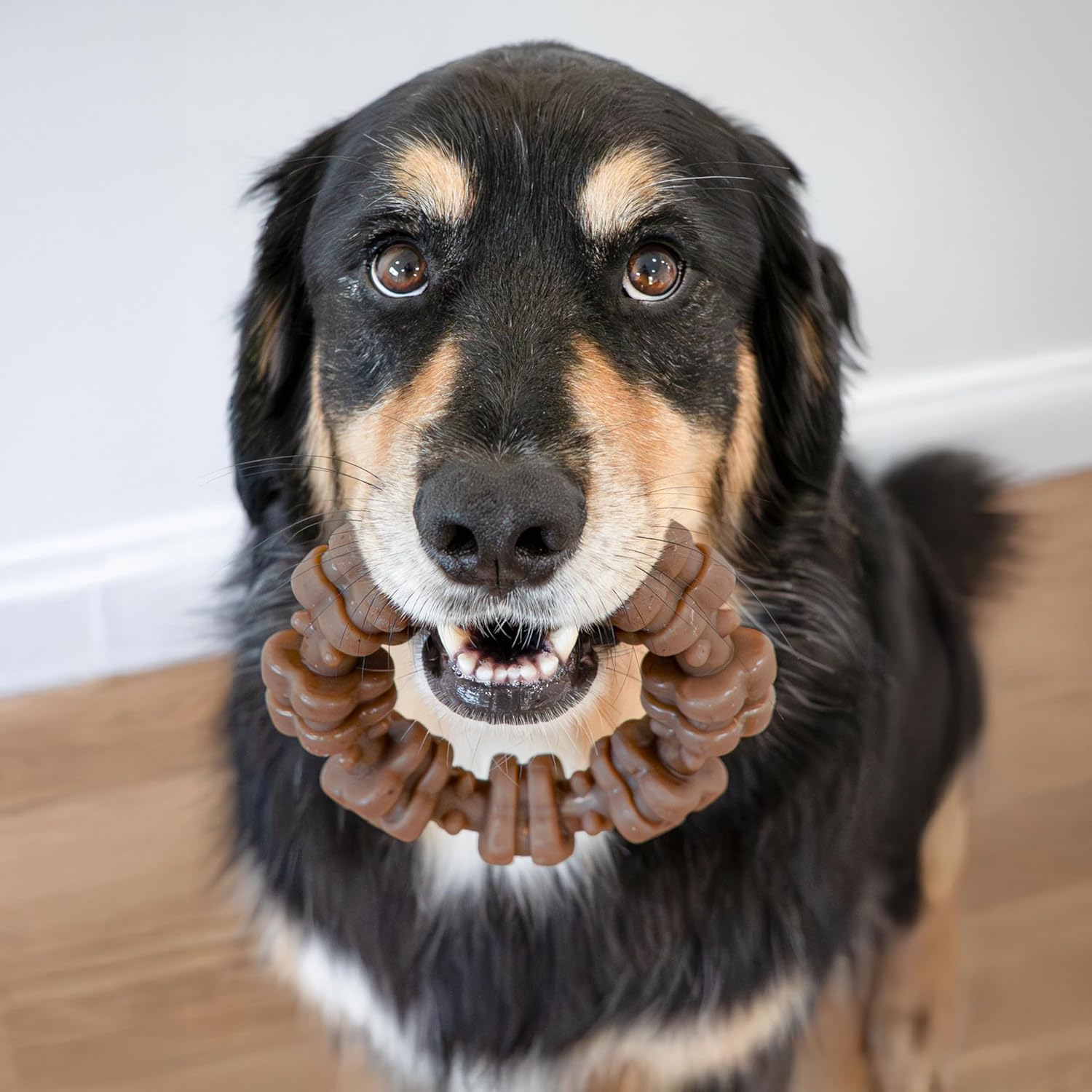 Nylabone Juguete masticable fuerte con anillo texturizado para perr...