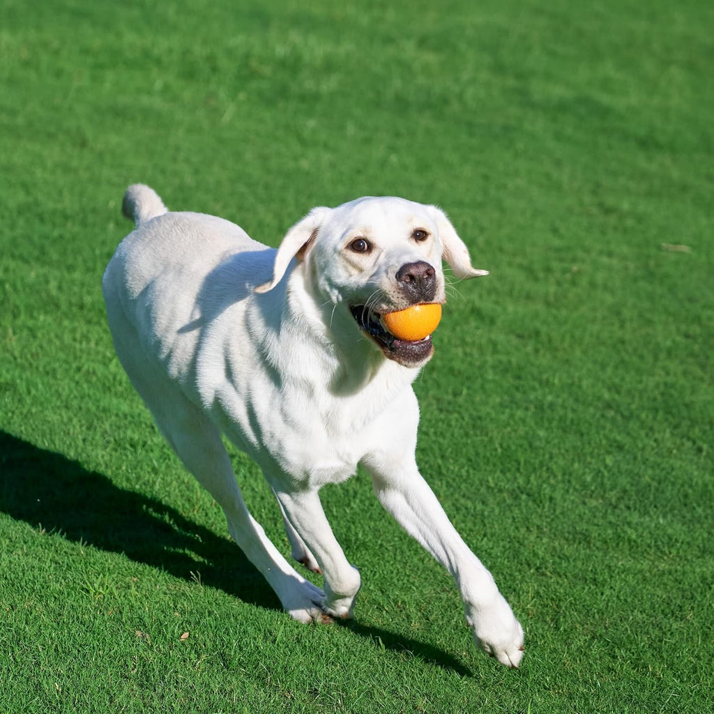 Amazon Basics Juguetes para Perros, Pelotas de Goma Interactivas pa...