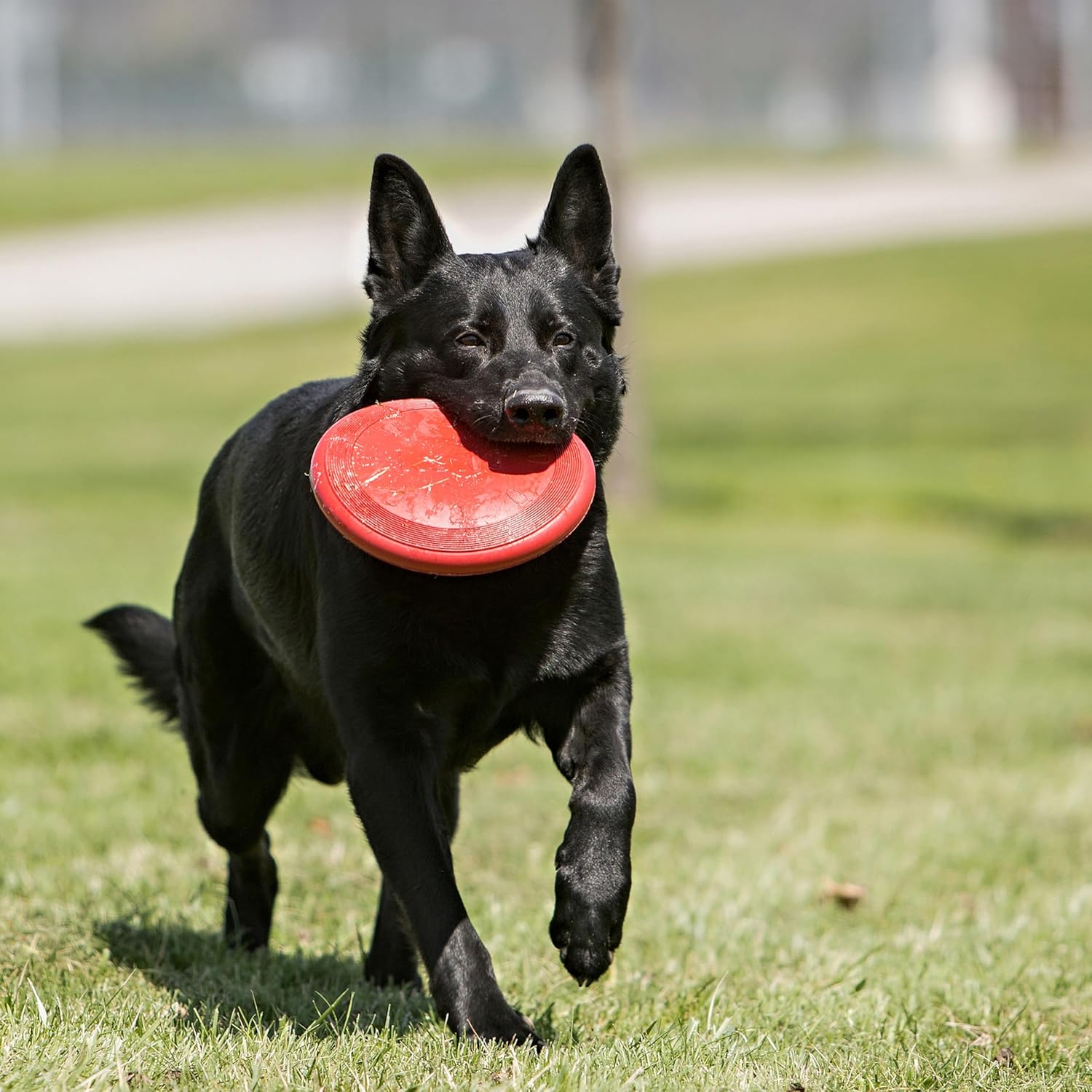 KONG Flyer - Juguete duradero para perros para jugar al aire libre...