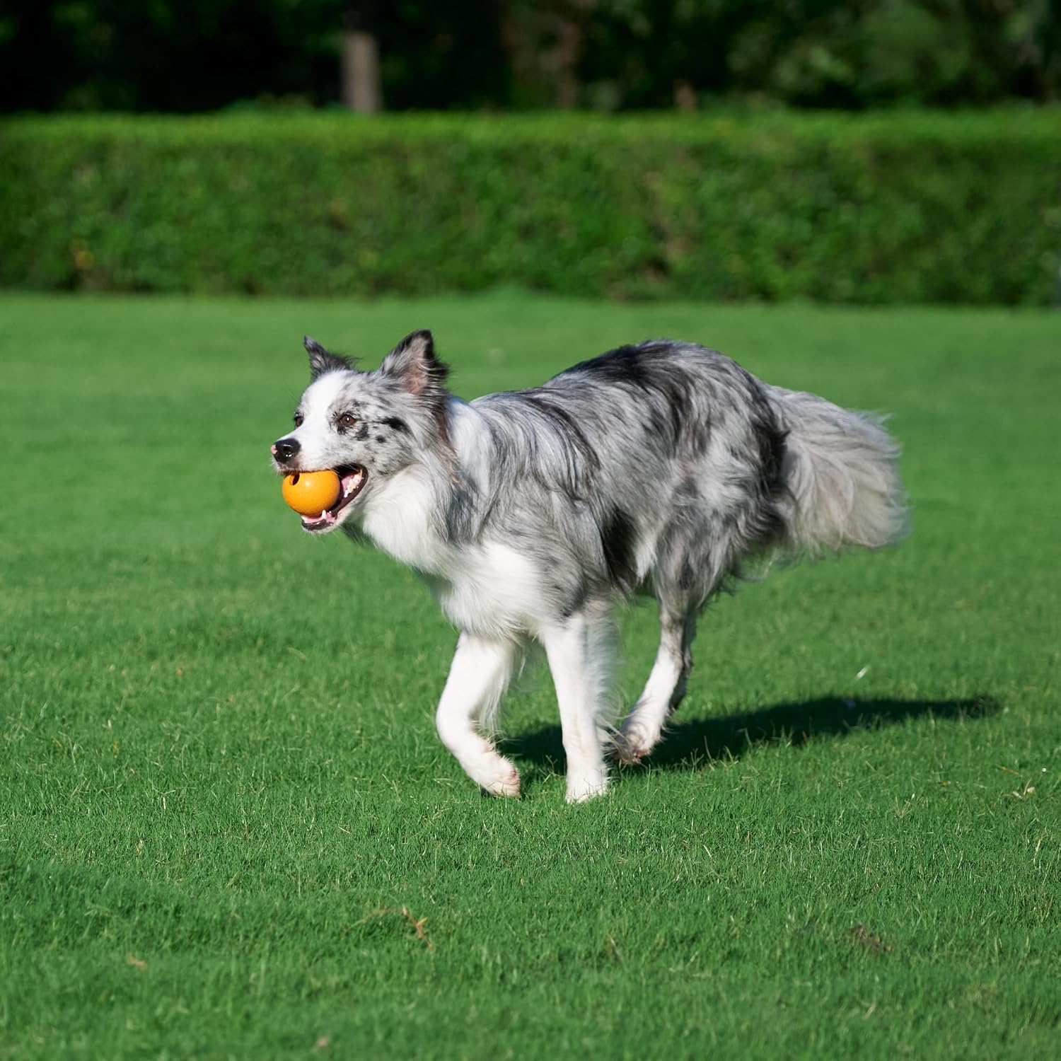 Amazon Basics Juguetes para perros, bolas de goma para atrapar inte...