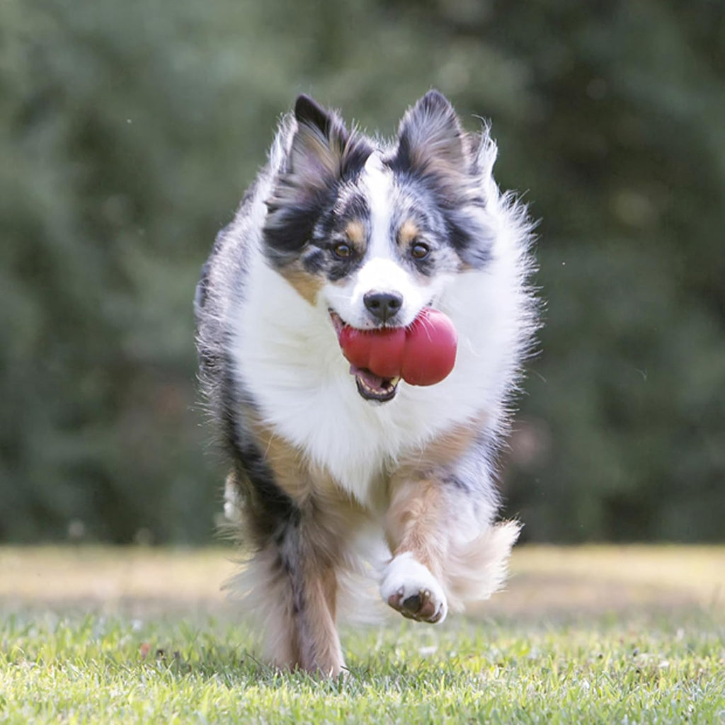 KONG Juguete clásico rellenable para perros - Juguete de búsqueda y...