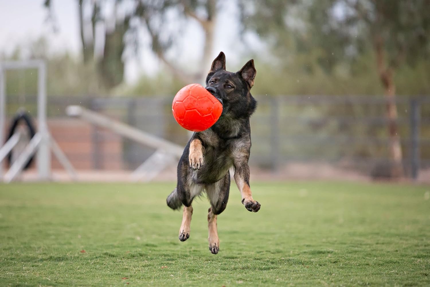Juguete para perros Jolly Pets de gran pelota de fútbol flotante y...