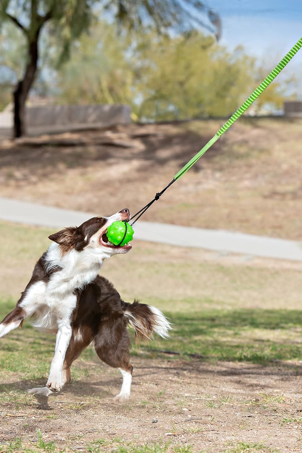 Jolly Pets Tree Tugger Para Perro, Verde