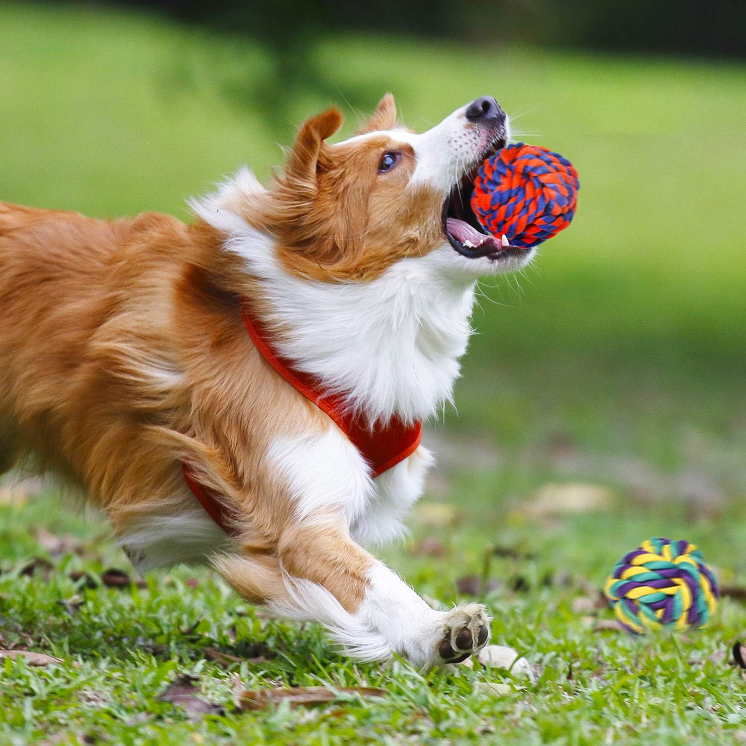 SHARLOVY Juguetes masticables grandes y resistentes para perros mas...