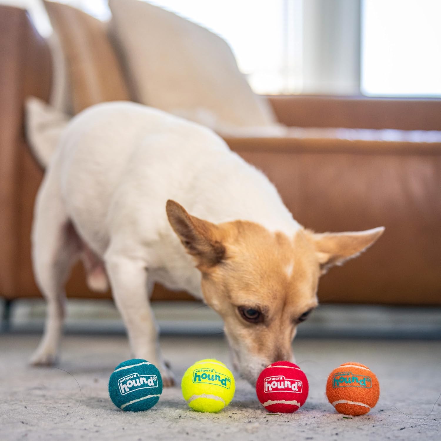 Outward Hound Squeaker Ballz - Juego de 4 pelotas de tenis para per...