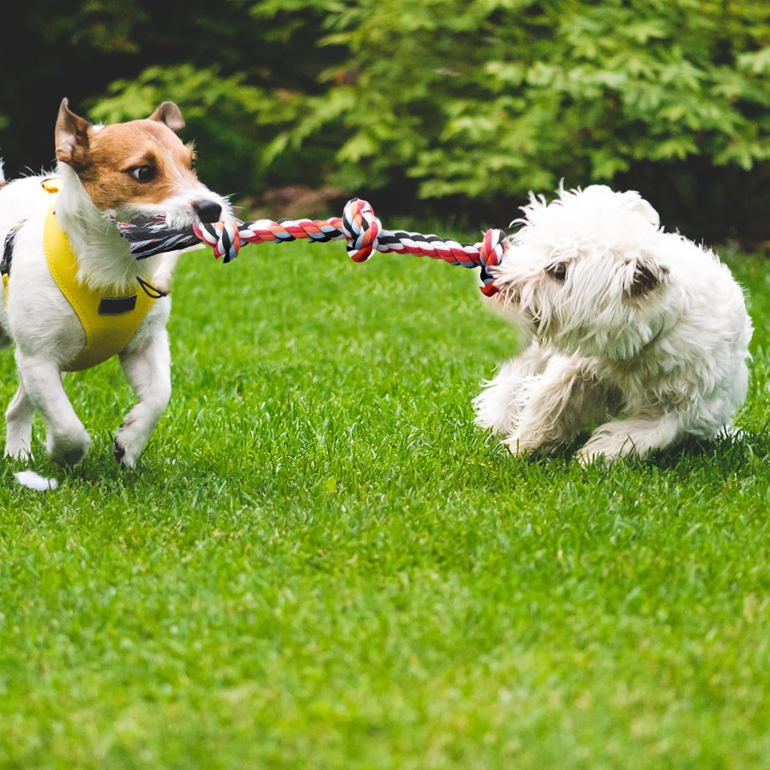 TwoEar Paquete de 4 juguetes de cuerda para perros, juguetes de den...