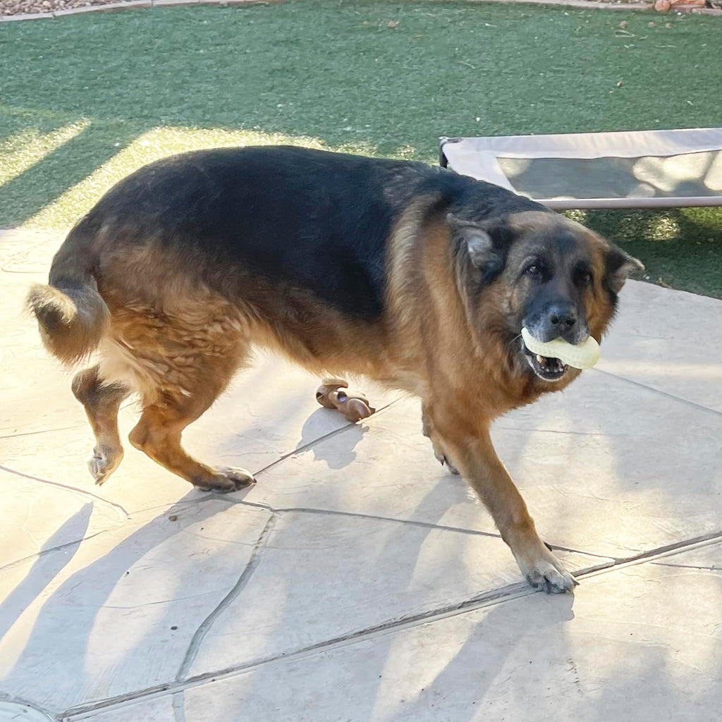 Jalousie - Paquete múltiple de juguetes chirriantes para perros, pa...