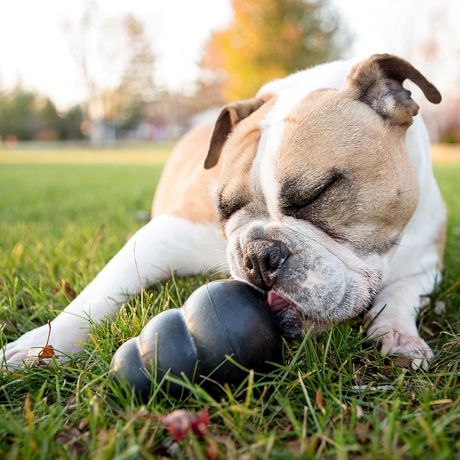 KONG Juguete Extremo para Perros - Juguete para Buscar y Masticar -...