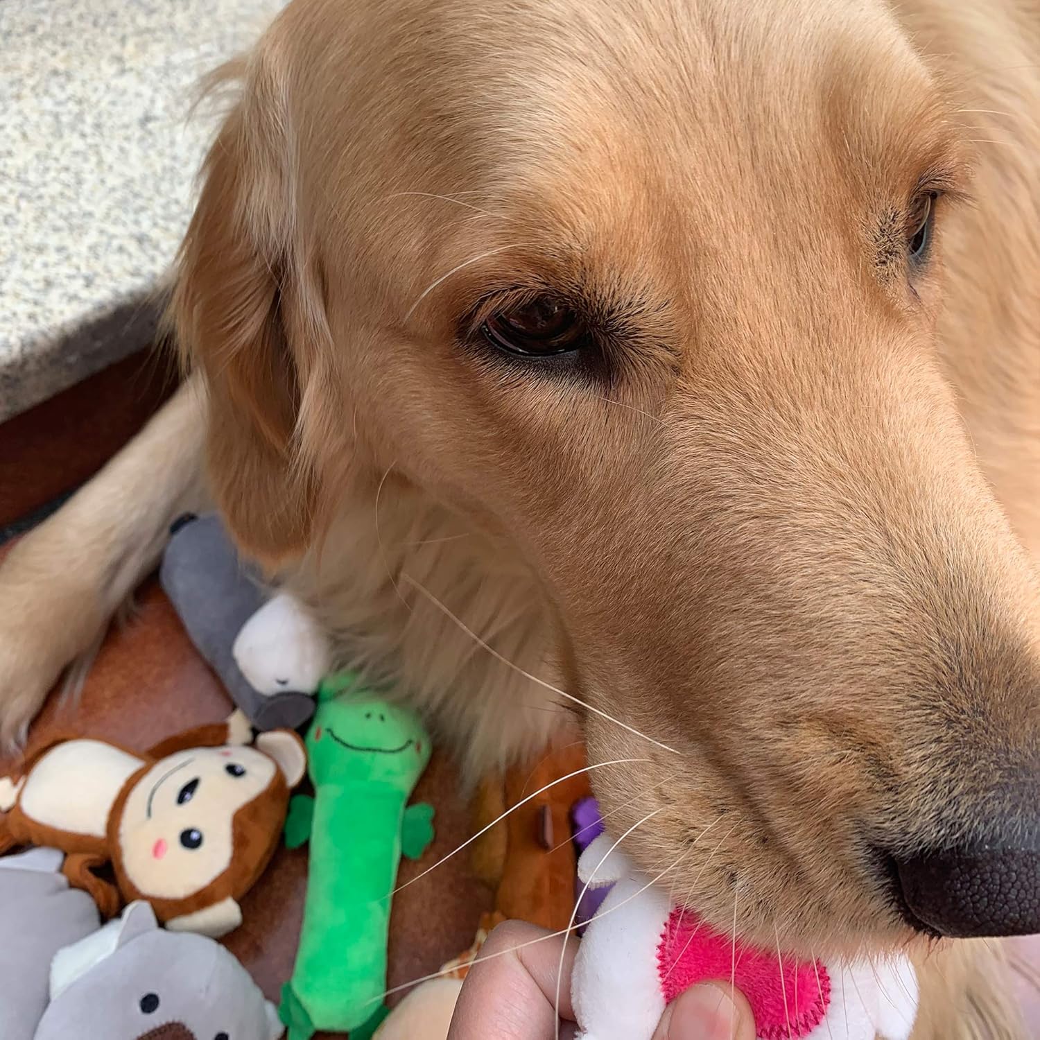 Jalousie Paquete de 12 juguetes de peluche para perros, juguetes ma...