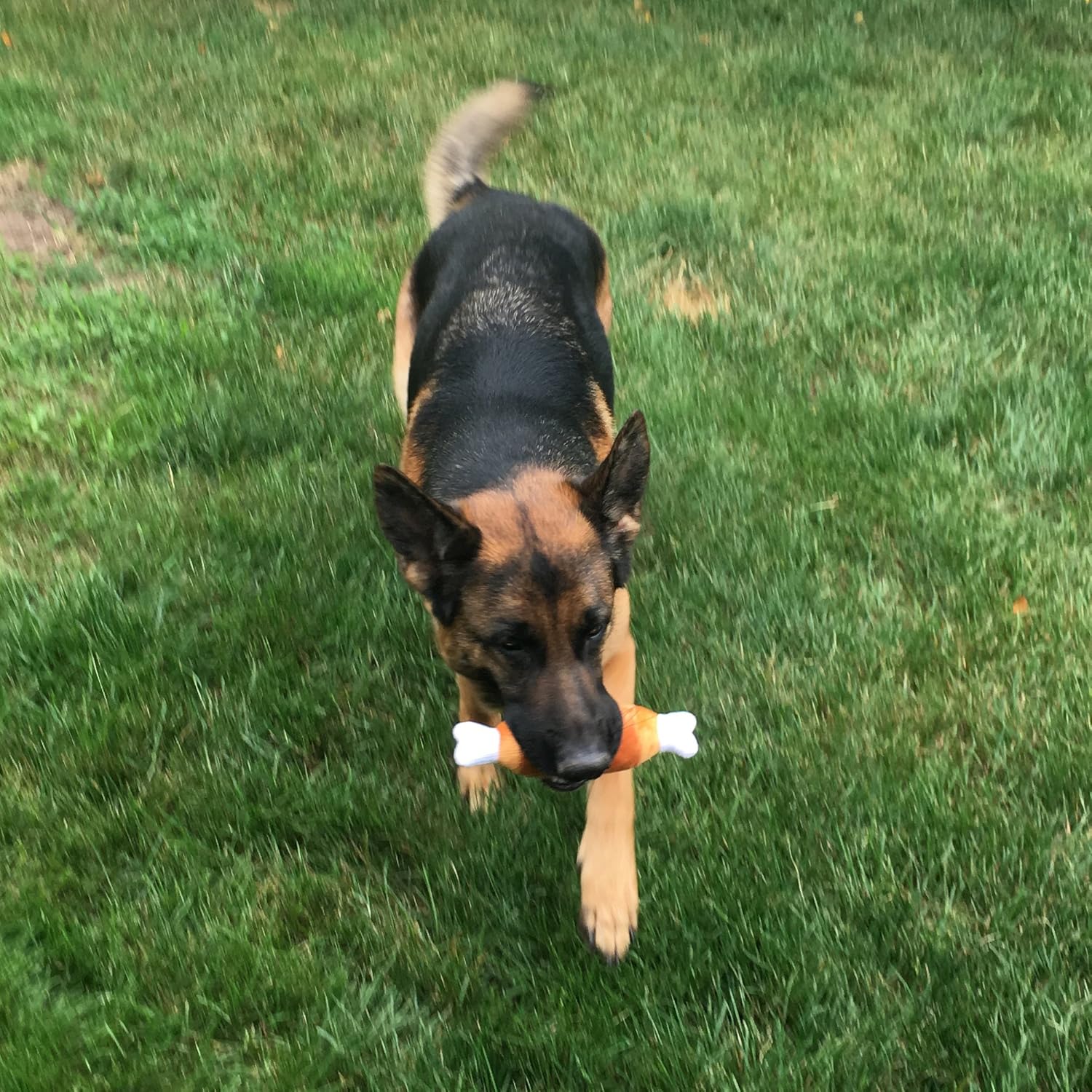 Jalousie Paquete de 12 juguetes chirriantes para perros, lindos jug...