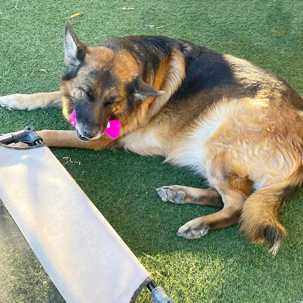 Jalousie - Paquete múltiple de juguetes chirriantes para perros, pa...