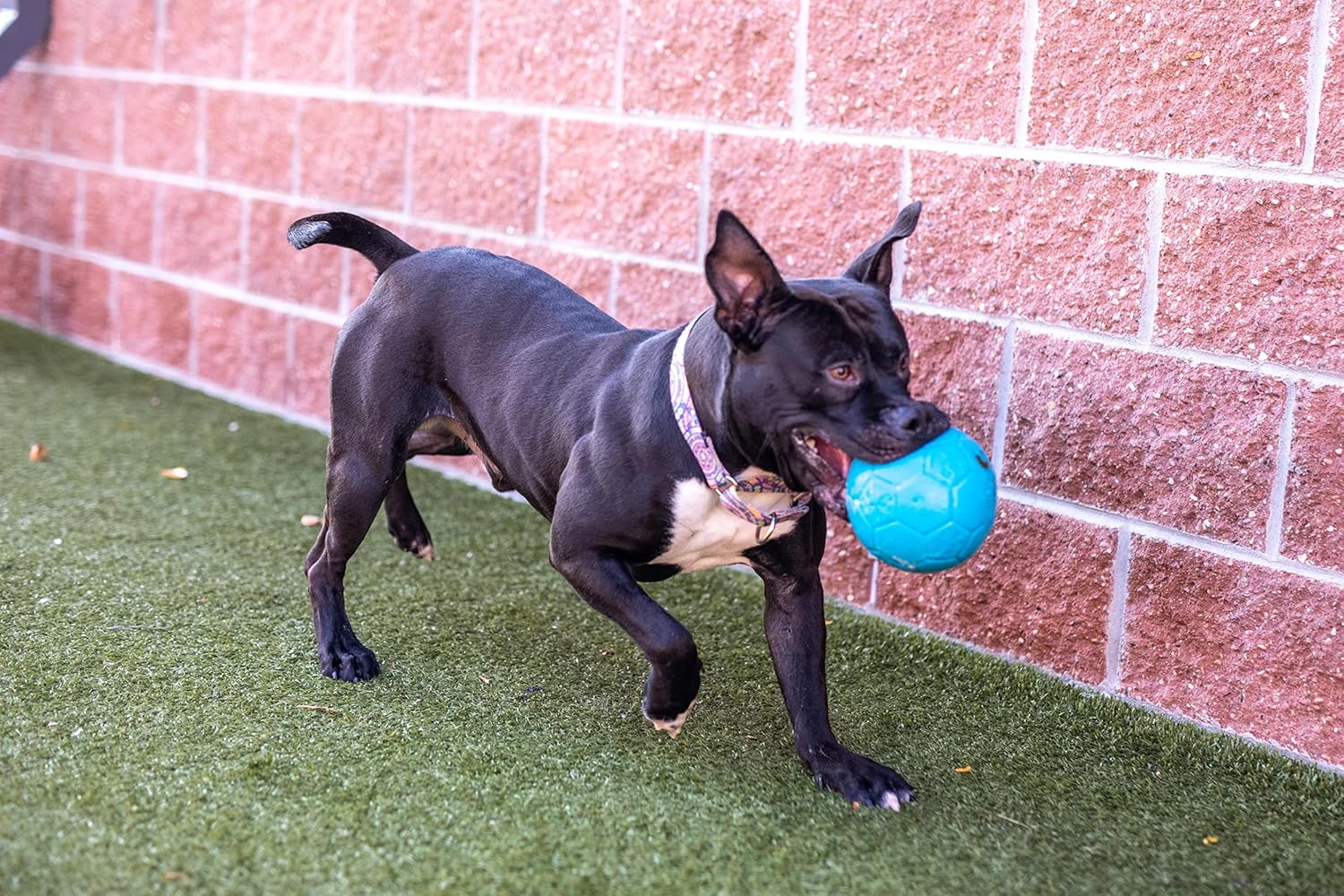 Juguete para perros Jolly Pets gran pelota de fútbol flotante y reb...